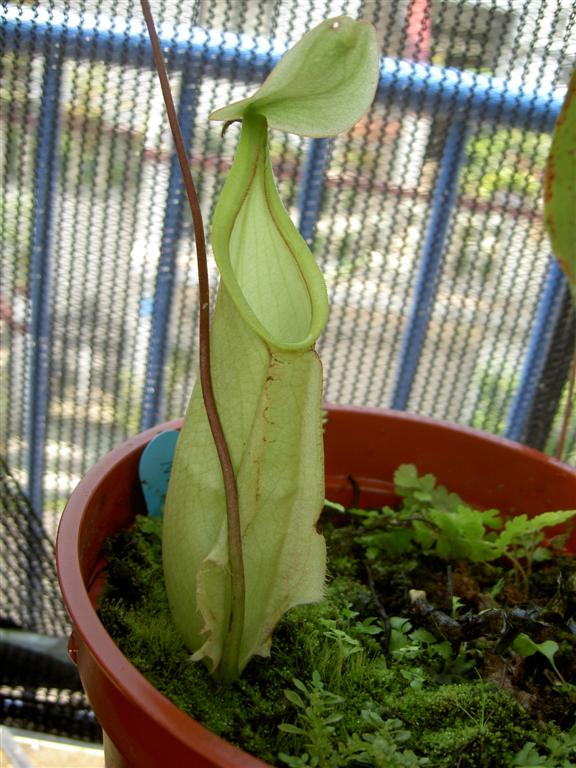 Nepenthes rafflesiana var. nivea 1